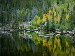 Preview wallpaper forest, lake, reflection, trees