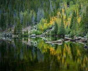 Preview wallpaper forest, lake, reflection, trees
