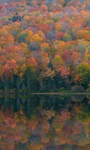 Preview wallpaper forest, lake, reflection, autumn, nature