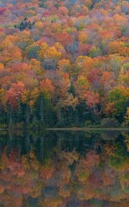 Preview wallpaper forest, lake, reflection, autumn, nature