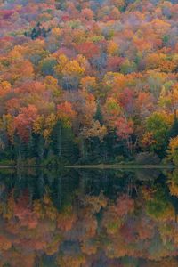 Preview wallpaper forest, lake, reflection, autumn, nature