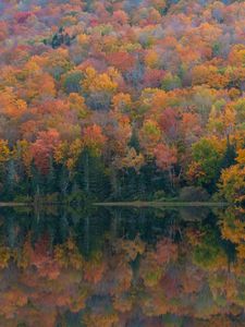 Preview wallpaper forest, lake, reflection, autumn, nature