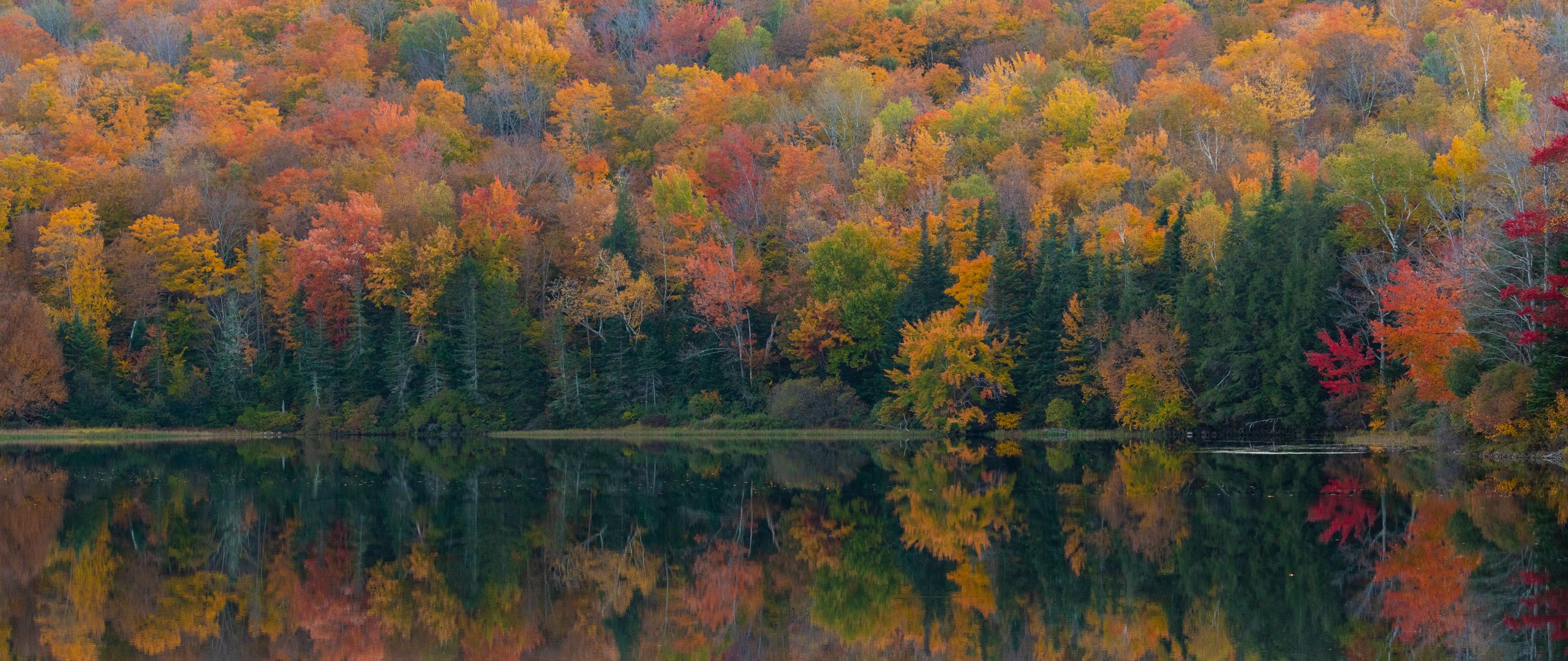 Download wallpaper 2560x1080 forest, lake, reflection, autumn, nature ...