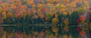 Preview wallpaper forest, lake, reflection, autumn, nature