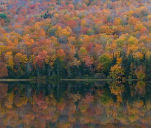 Preview wallpaper forest, lake, reflection, autumn, nature