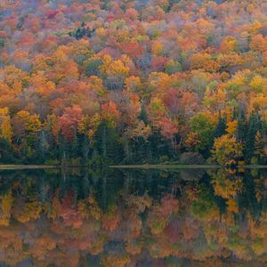 Preview wallpaper forest, lake, reflection, autumn, nature