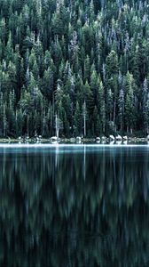 Preview wallpaper forest, lake, shore, trees, reflection