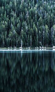 Preview wallpaper forest, lake, shore, trees, reflection