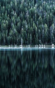 Preview wallpaper forest, lake, shore, trees, reflection