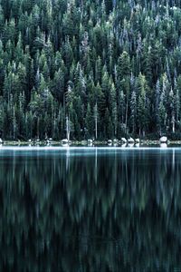 Preview wallpaper forest, lake, shore, trees, reflection