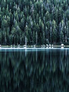 Preview wallpaper forest, lake, shore, trees, reflection