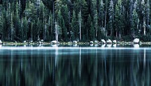 Preview wallpaper forest, lake, shore, trees, reflection