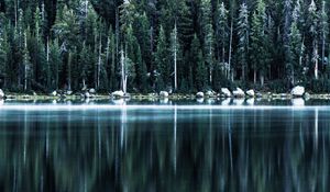 Preview wallpaper forest, lake, shore, trees, reflection