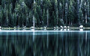 Preview wallpaper forest, lake, shore, trees, reflection