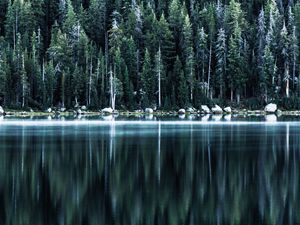 Preview wallpaper forest, lake, shore, trees, reflection