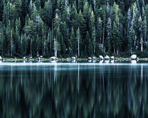 Preview wallpaper forest, lake, shore, trees, reflection