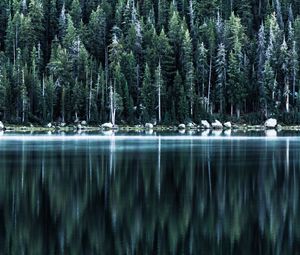 Preview wallpaper forest, lake, shore, trees, reflection