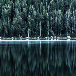 Preview wallpaper forest, lake, shore, trees, reflection