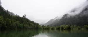 Preview wallpaper forest, lake, spruce, reflection, fog