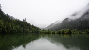 Preview wallpaper forest, lake, spruce, reflection, fog