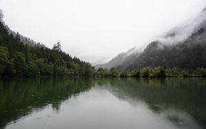 Preview wallpaper forest, lake, spruce, reflection, fog