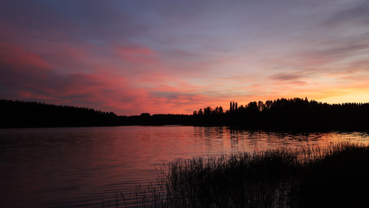 Wallpaper forest, lake, trees, grass, dark