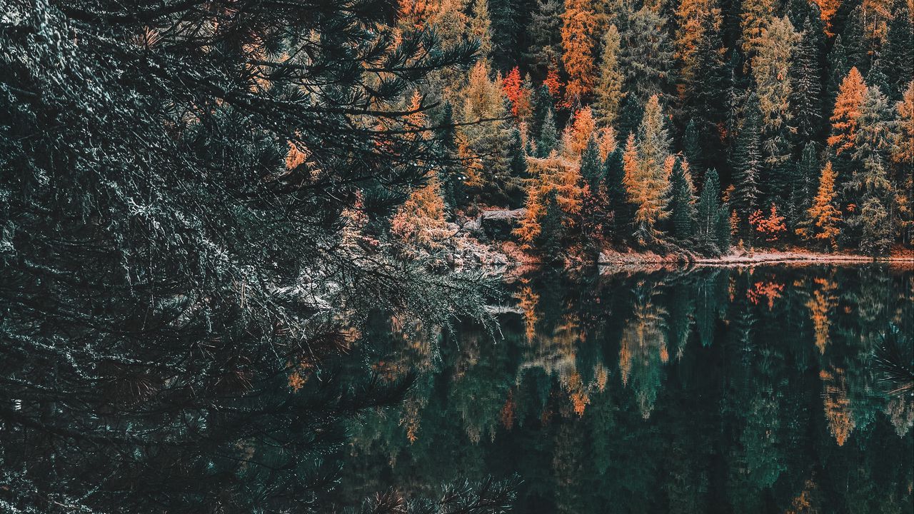Wallpaper forest, lake, trees, water, reflection