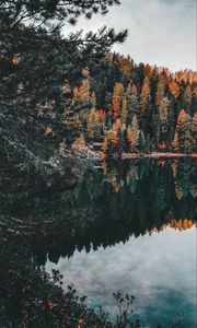 Preview wallpaper forest, lake, trees, water, reflection