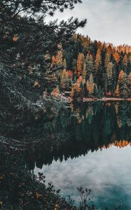 Preview wallpaper forest, lake, trees, water, reflection