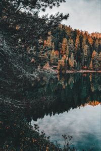 Preview wallpaper forest, lake, trees, water, reflection