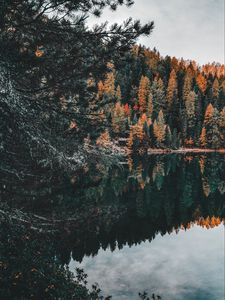 Preview wallpaper forest, lake, trees, water, reflection