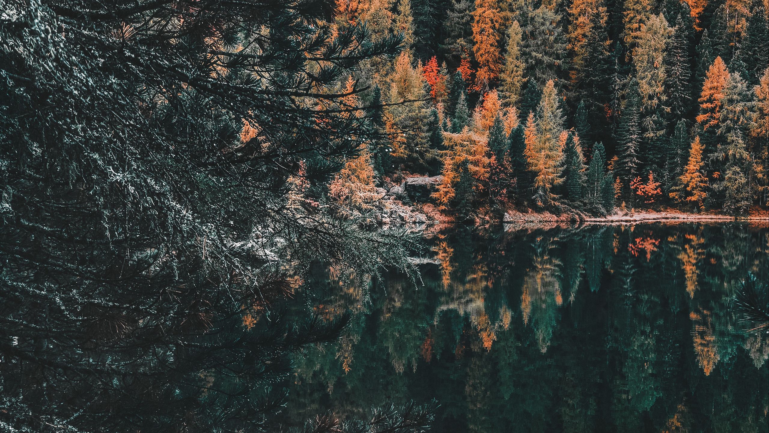 Download wallpaper 2560x1440 forest, lake, trees, water, reflection