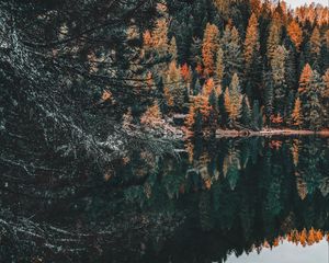 Preview wallpaper forest, lake, trees, water, reflection