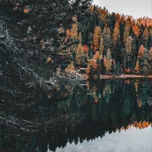 Preview wallpaper forest, lake, trees, water, reflection