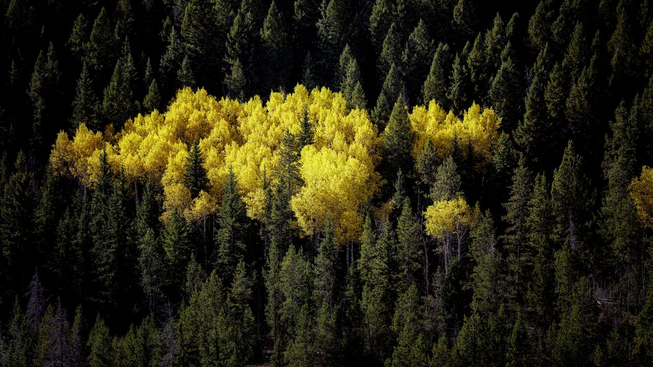 Wallpaper forest, landscape, autumn, trees