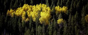 Preview wallpaper forest, landscape, autumn, trees