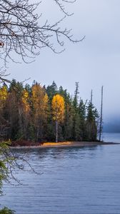 Preview wallpaper forest, landscape, autumn, trees, lake