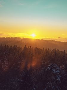 Preview wallpaper forest, landscape, dawn, nature, spruces