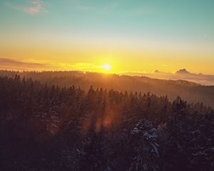 Preview wallpaper forest, landscape, dawn, nature, spruces