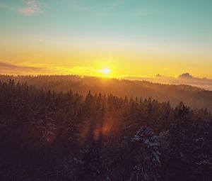 Preview wallpaper forest, landscape, dawn, nature, spruces