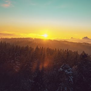 Preview wallpaper forest, landscape, dawn, nature, spruces