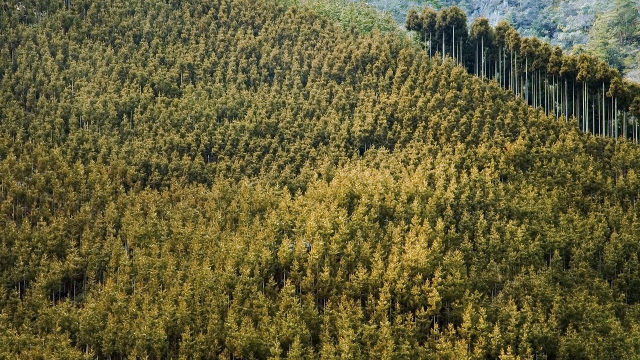 Wallpaper forest, landscape, nature, trees, background