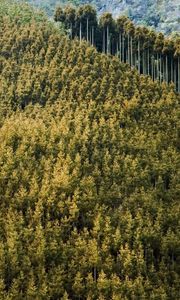 Preview wallpaper forest, landscape, nature, trees, background