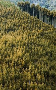 Preview wallpaper forest, landscape, nature, trees, background