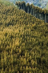 Preview wallpaper forest, landscape, nature, trees, background