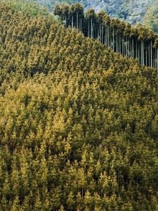 Preview wallpaper forest, landscape, nature, trees, background