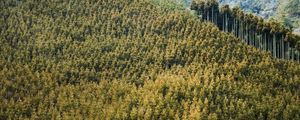Preview wallpaper forest, landscape, nature, trees, background