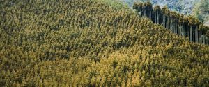 Preview wallpaper forest, landscape, nature, trees, background