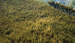Preview wallpaper forest, landscape, nature, trees, background