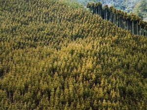 Preview wallpaper forest, landscape, nature, trees, background